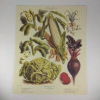 Арт постер репродукція "Vilmorin Andrieux"Vegetable №4" 18*24см