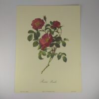 Арт постер репродукція "P.-J.Redouté "Троянда кохання" 18*24см