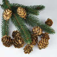 Шишка натуральная 2-3см СУ-4