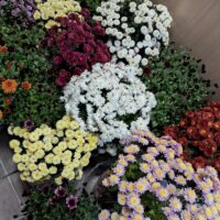 Живі хризантеми Мультифлора 1кущ