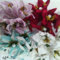 Магнолия бумажная разные