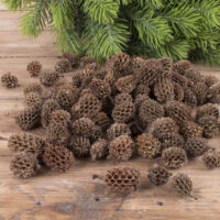 Шишка казуарина №261 100г