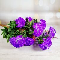 Букет хризантемы на 13 голов фiолетово-бiлий BL-84