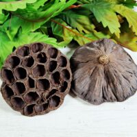 Голова лотоса 8-12см НТ305