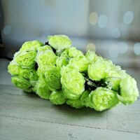 Букет півонії ГІГАНТ на 48 голів екрю SV-057