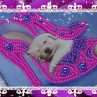 Миледи СЛМ-001 Собачка в туфле, схема под бисер