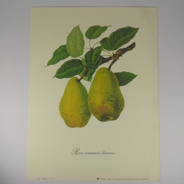 Арт постер репродукция картины "Pyris communis linnaeus" 18*24см