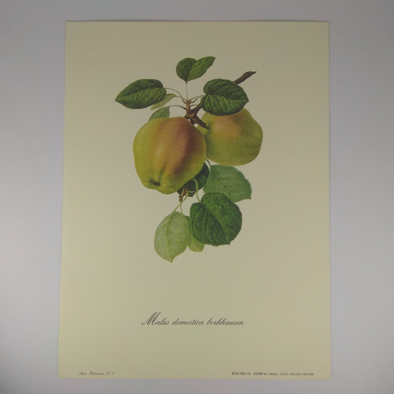 Арт постер репродукция картины "Malus domestica borkhausen" 18*24см