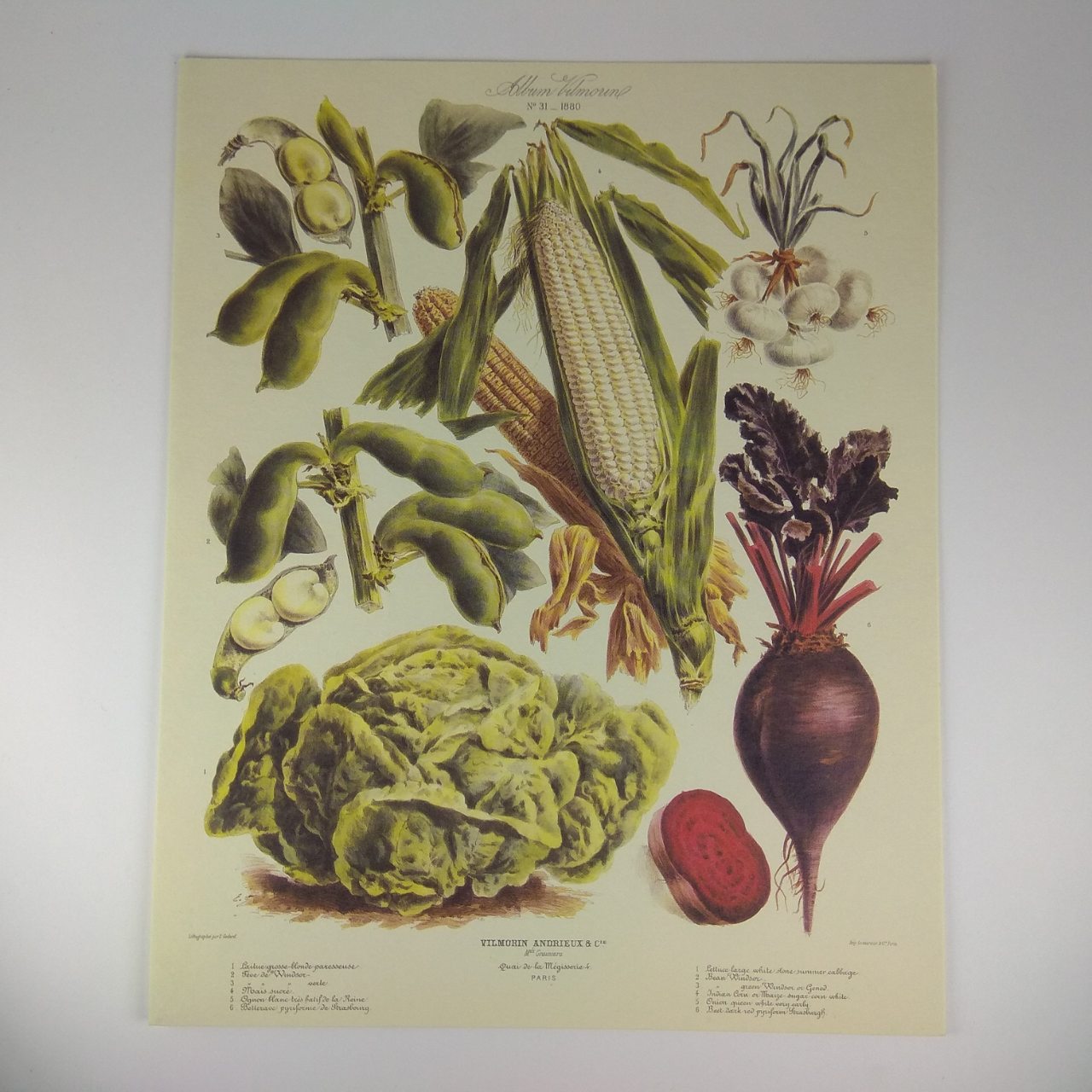 Арт постер репродукція "Vilmorin Andrieux"Vegetable №4" 18*24см