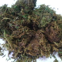 Мох натуральный зеленый 50 гр