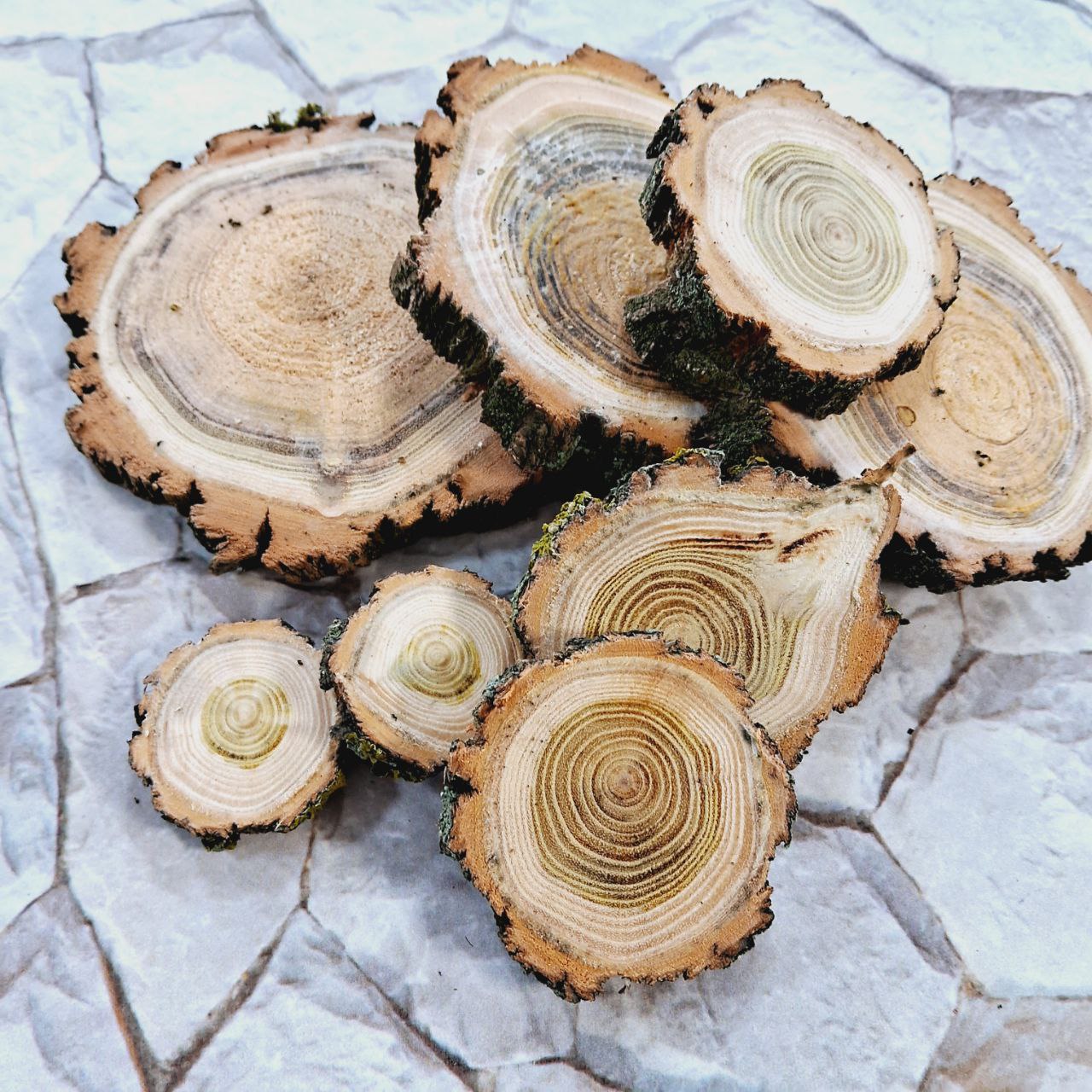 Декоративная подставка Спил из дерева Шелковица 6*1см